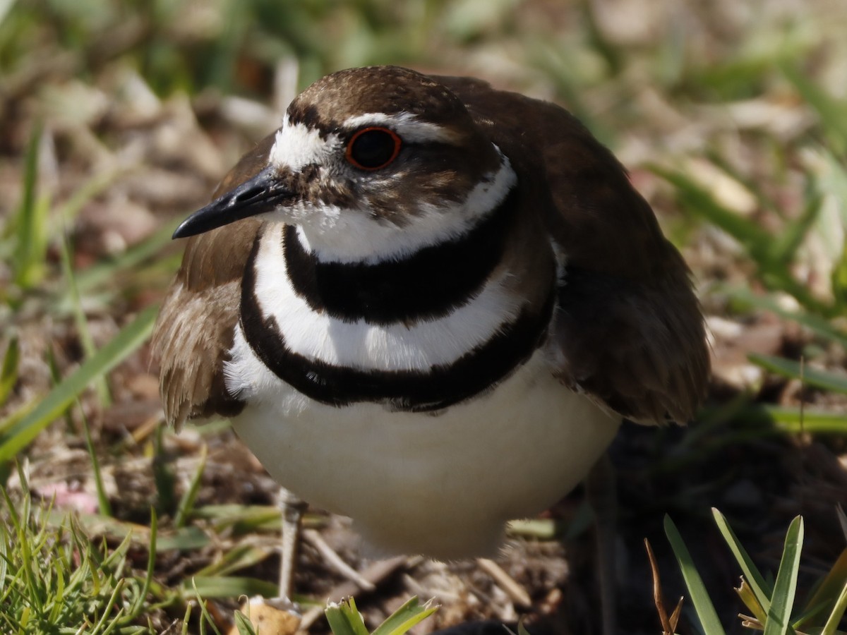 Killdeer - ML655283163