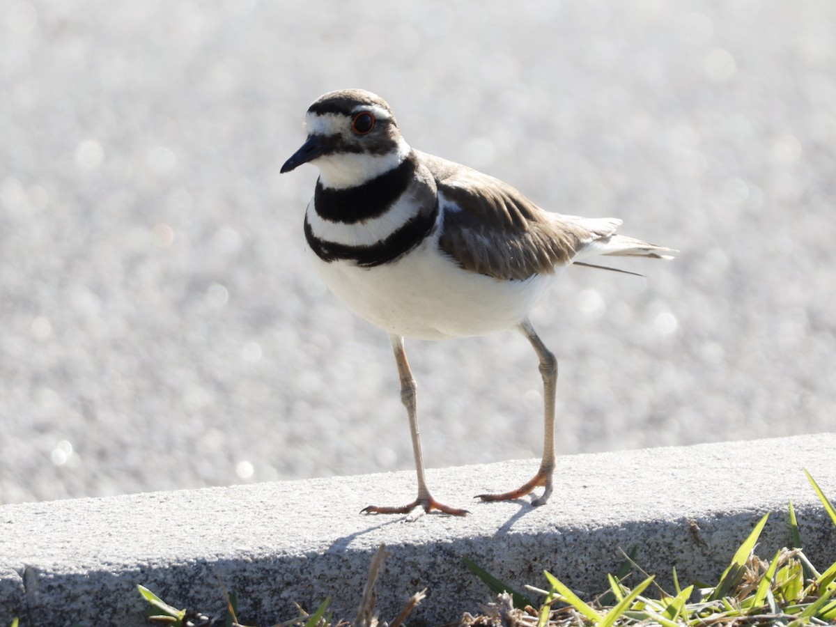 Killdeer - ML655283164