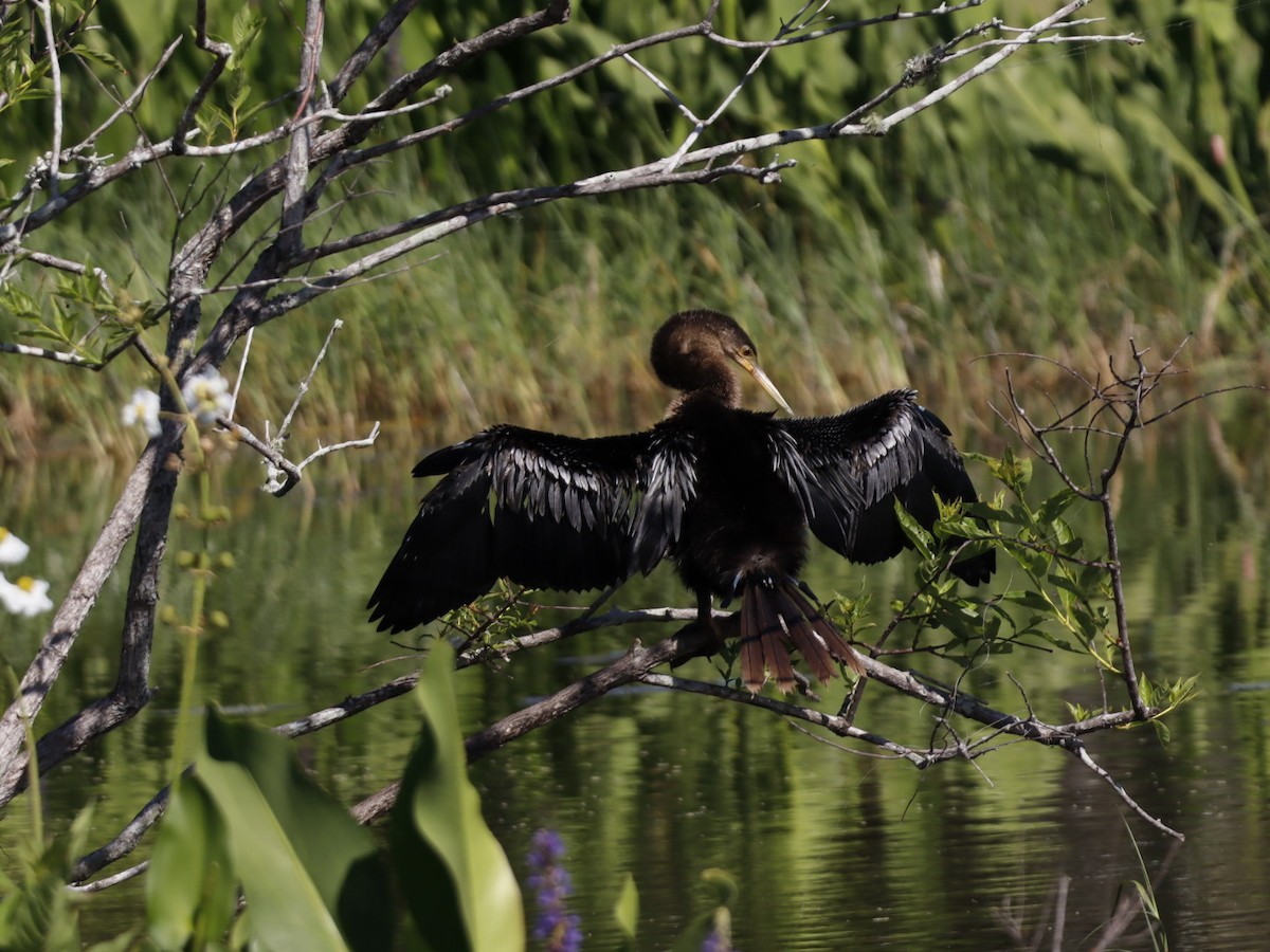 Anhinga - ML655283215