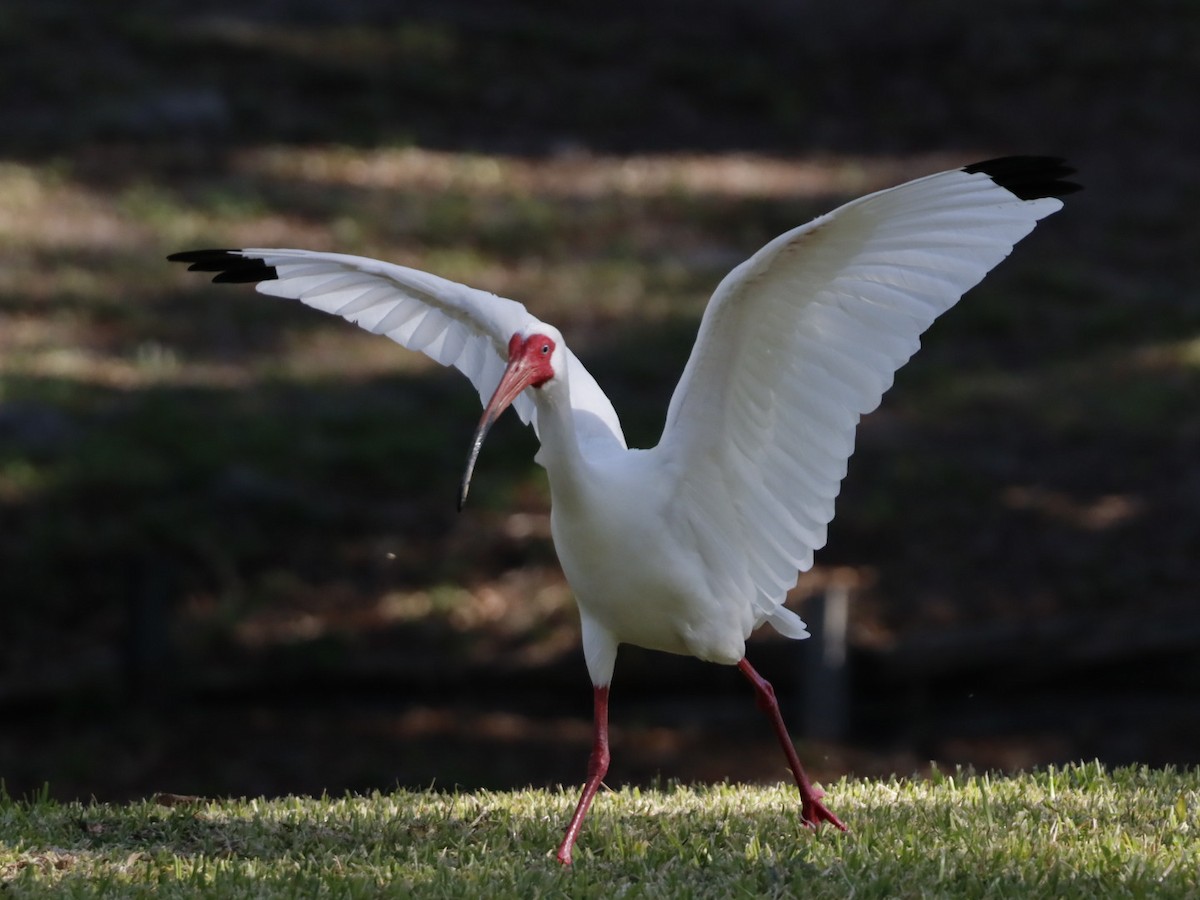 White Ibis - ML655283267