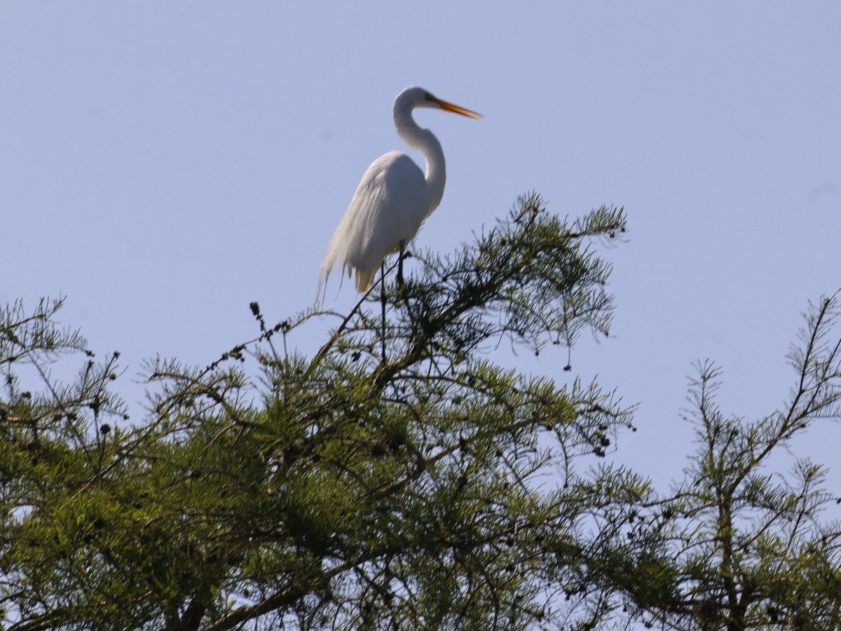Great Egret - ML655283295