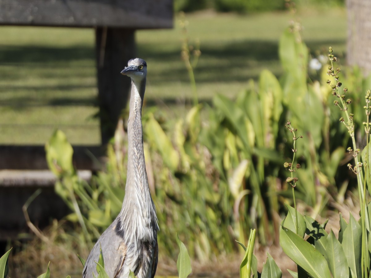 Great Blue Heron - ML655283328