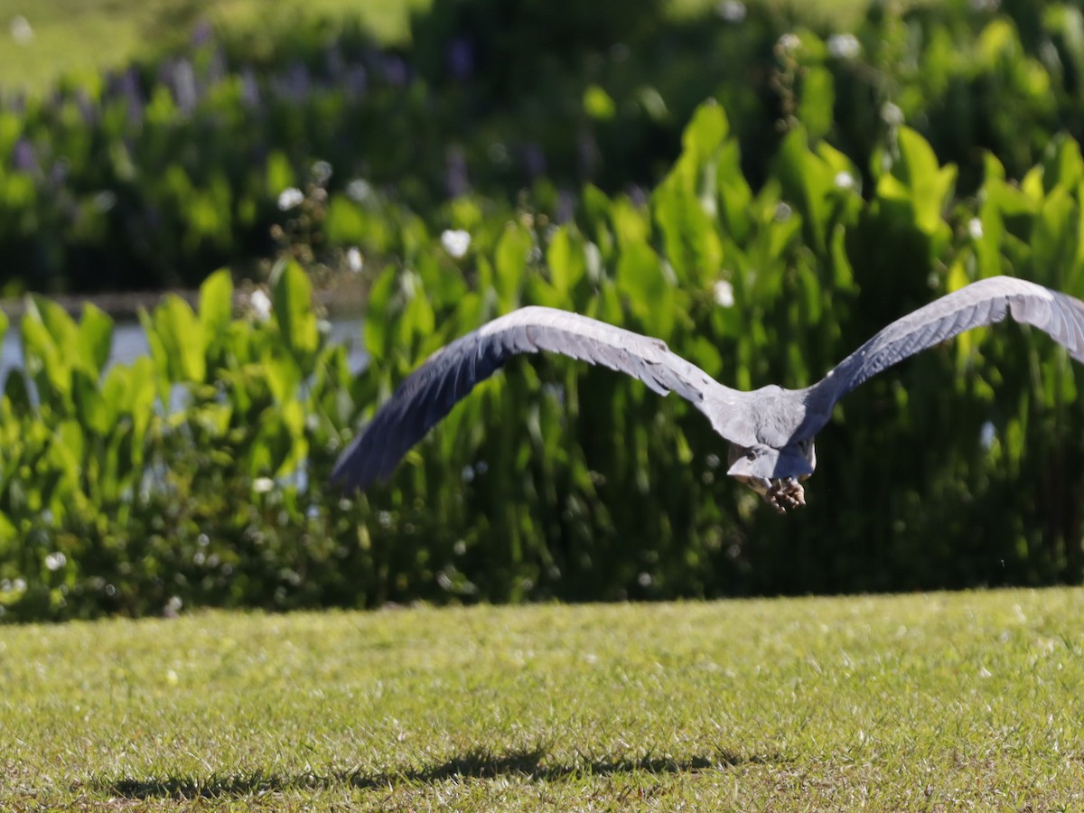 Great Blue Heron - ML655283329