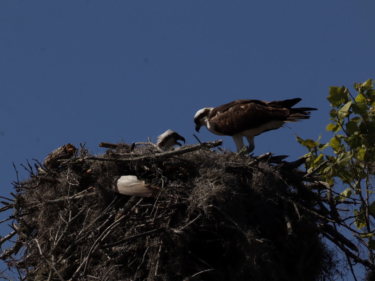 Osprey - ML655283352