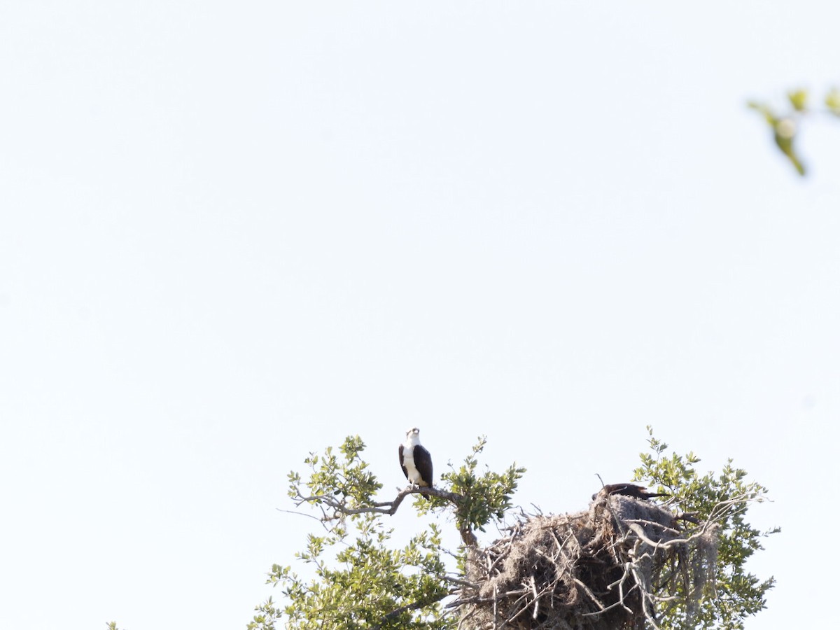 Osprey - ML655283353