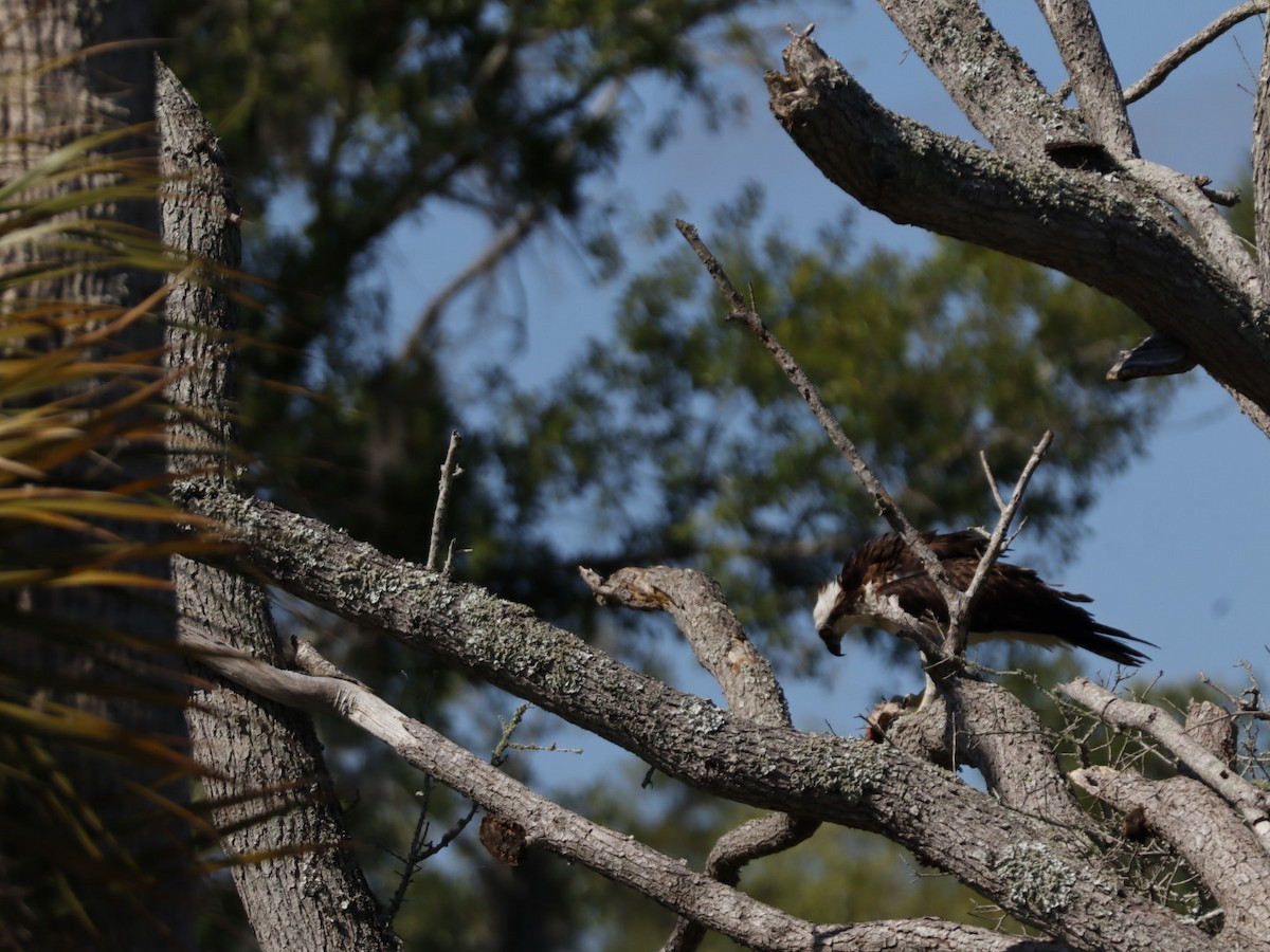 Osprey - ML655283354
