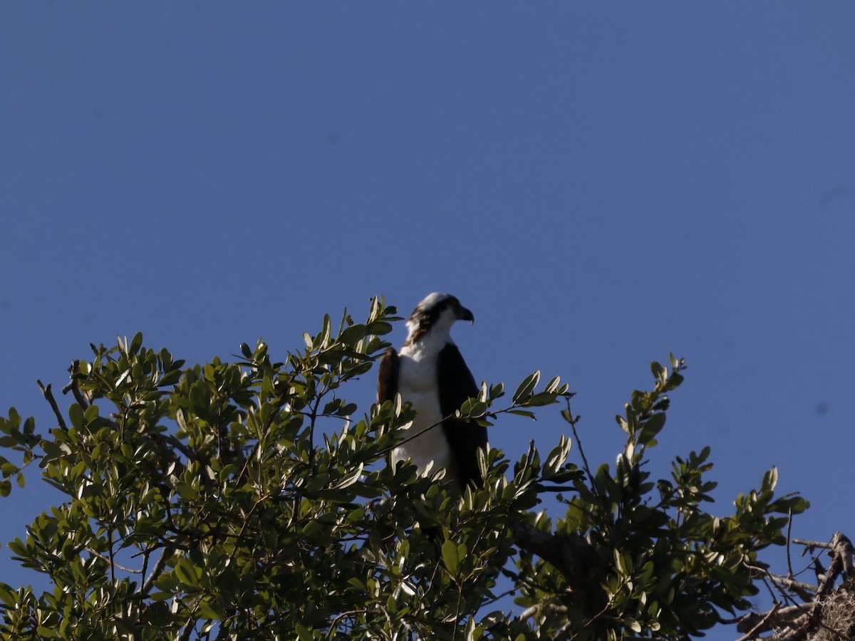 Osprey - ML655283355