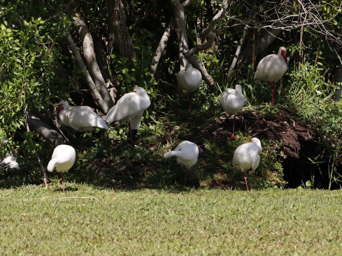 White Ibis - ML655283378
