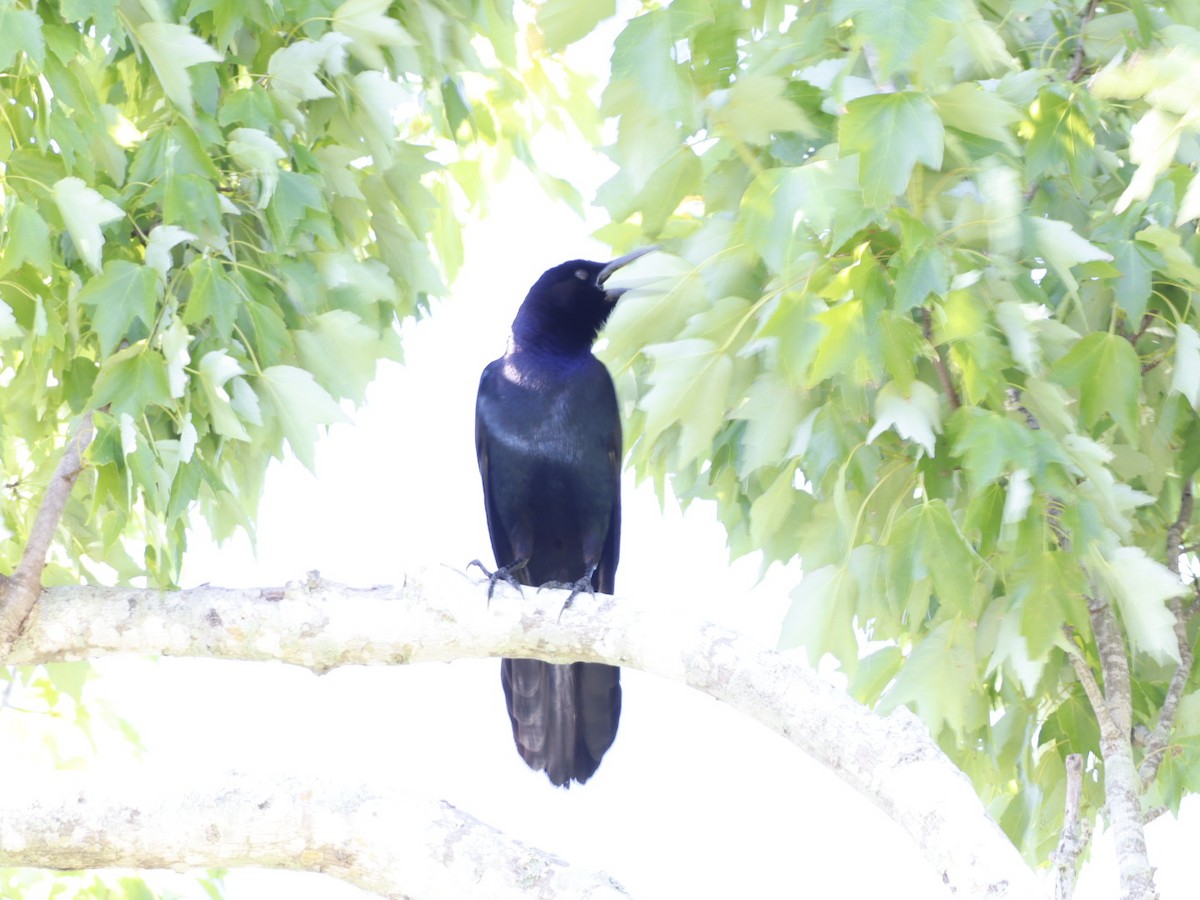 Boat-tailed Grackle - ML655283428