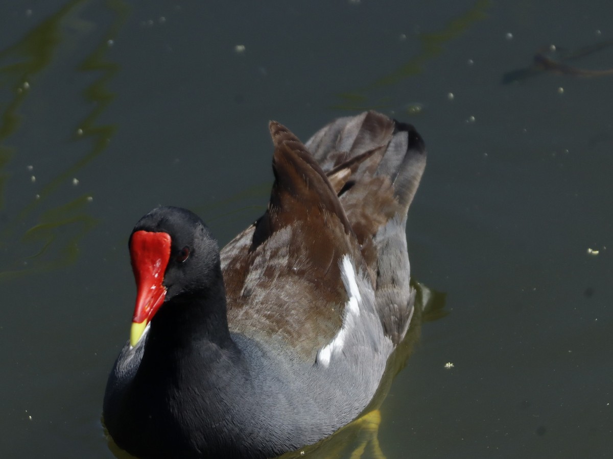 Common Gallinule - ML655283542