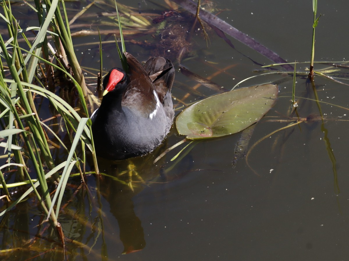 Common Gallinule - ML655283543