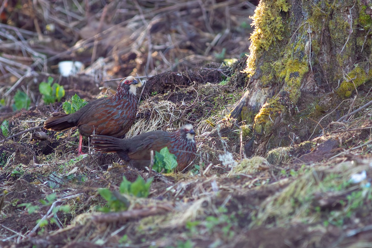 Buffy-crowned Wood-Partridge - ML655283631