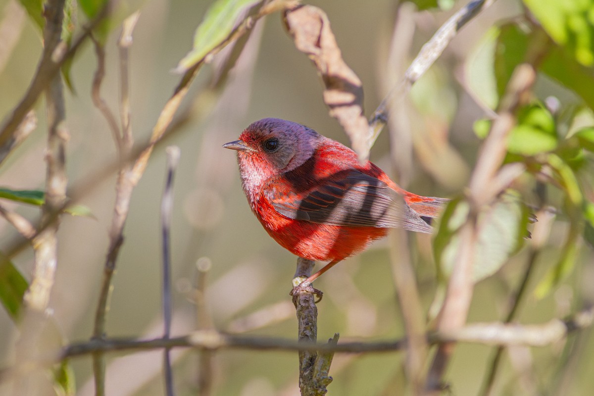 Pink-headed Warbler - ML655283640