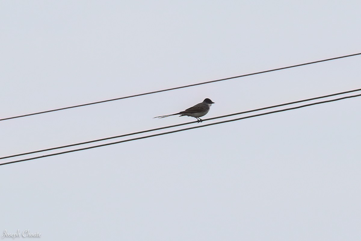 Fork-tailed Flycatcher - ML655284244