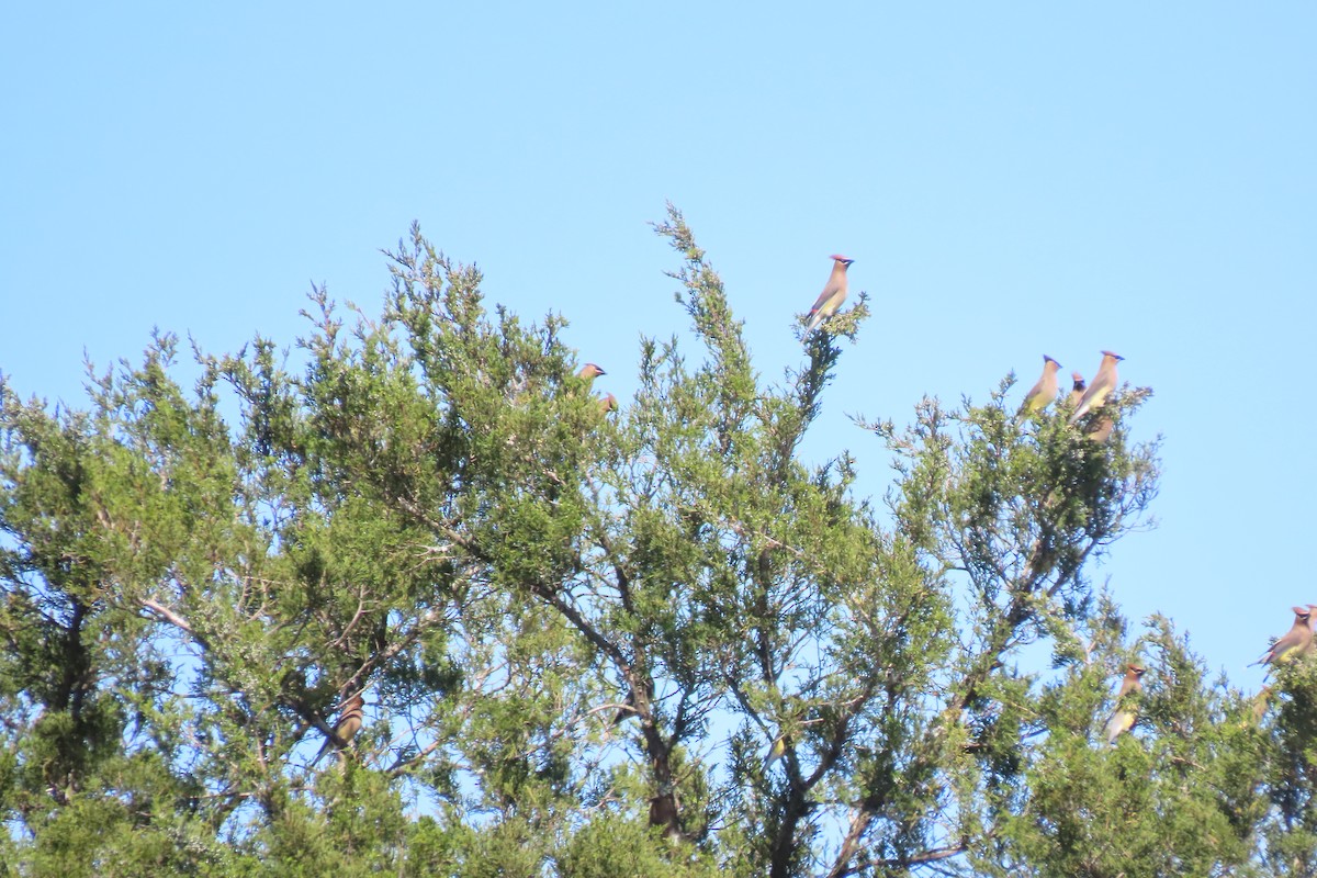 ציצנית אמריקנית - ML655284251