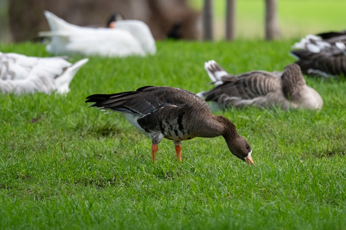 Greater White-fronted Goose - ML655284931
