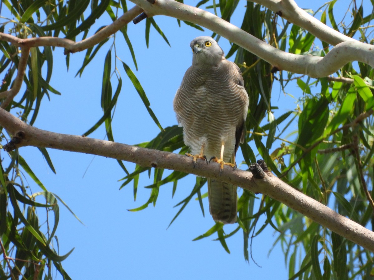 Brown Goshawk - ML655284938