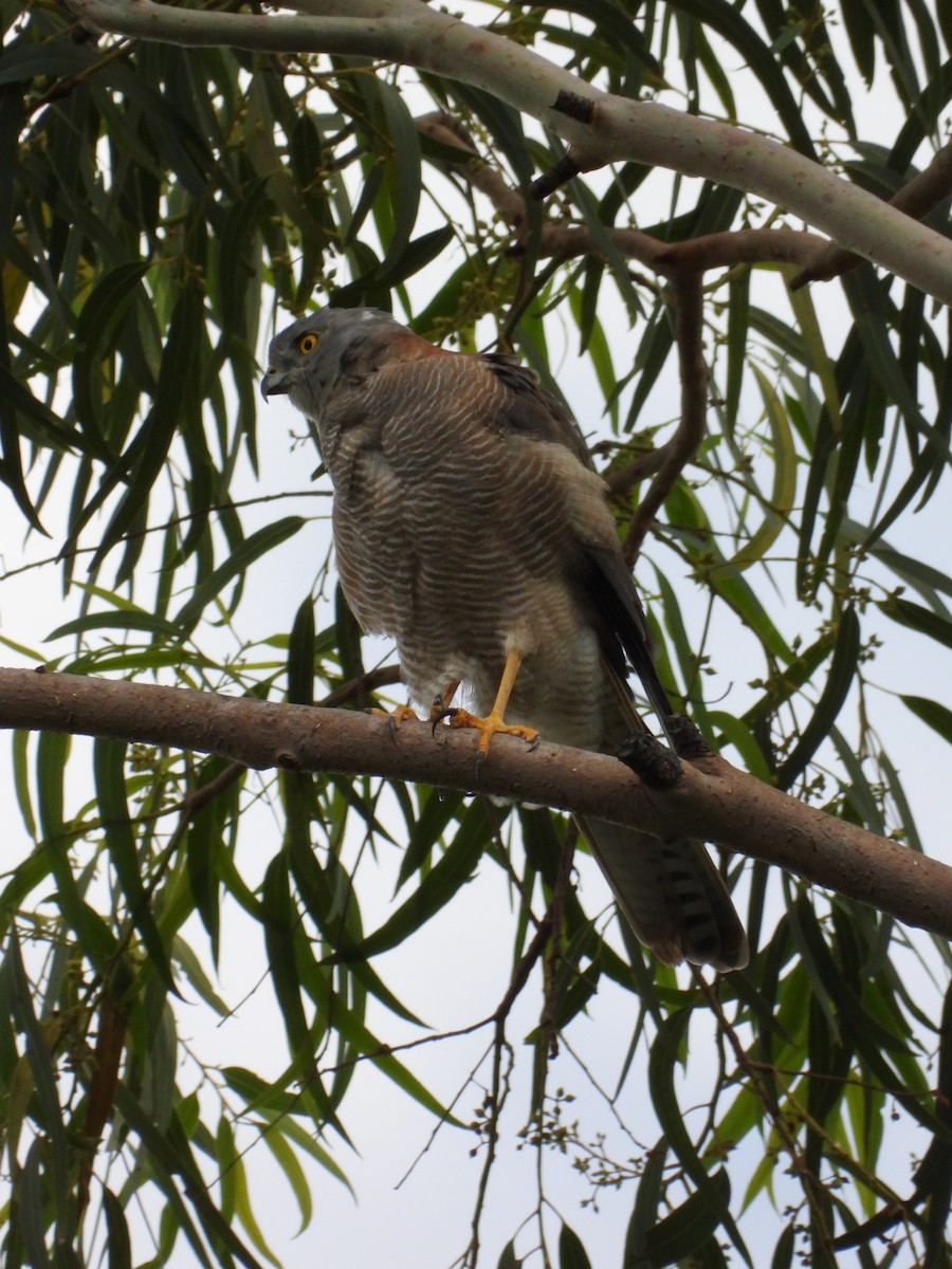 Brown Goshawk - ML655284941