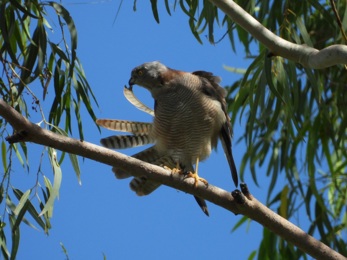 Brown Goshawk - ML655284942