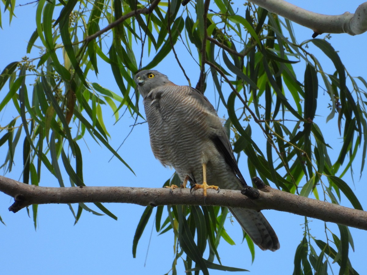Brown Goshawk - ML655284943