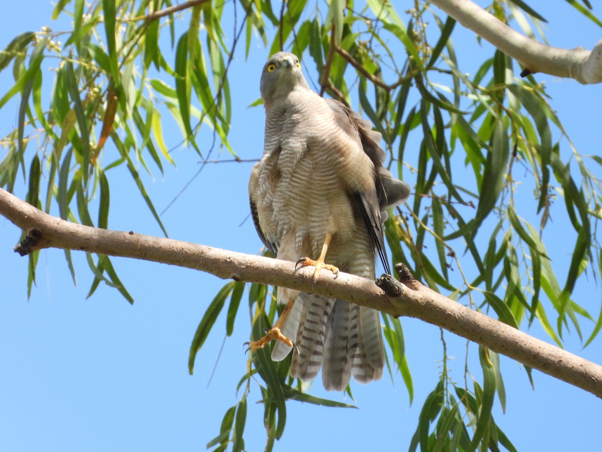 Brown Goshawk - ML655284945