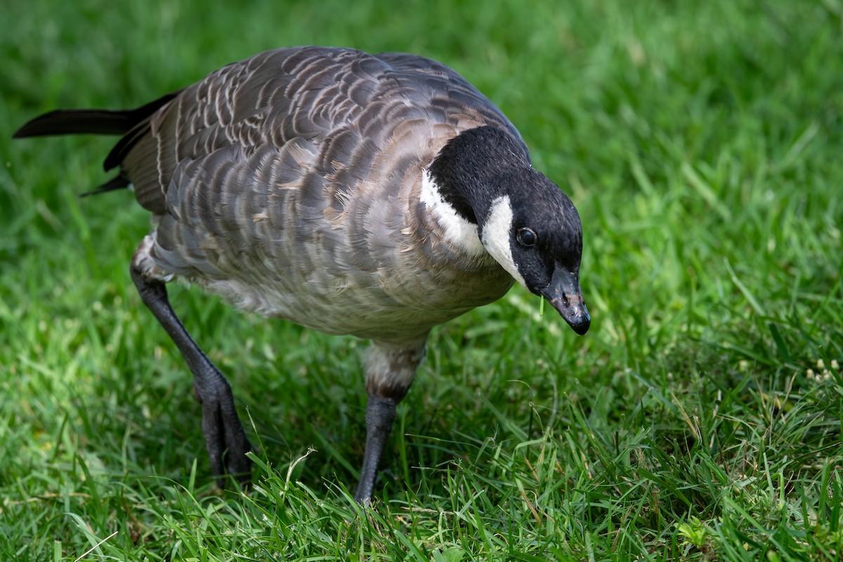 Cackling Goose - ML655284949