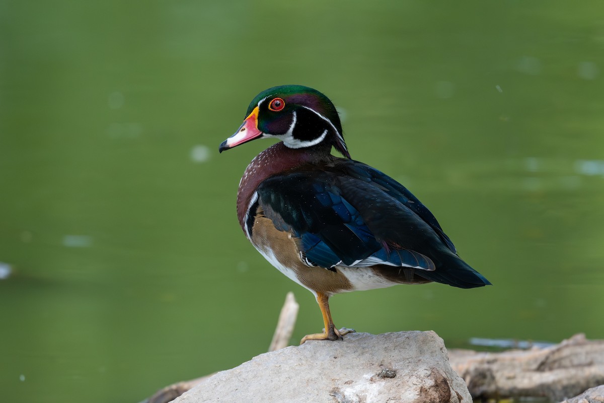 Wood Duck - ML655284952