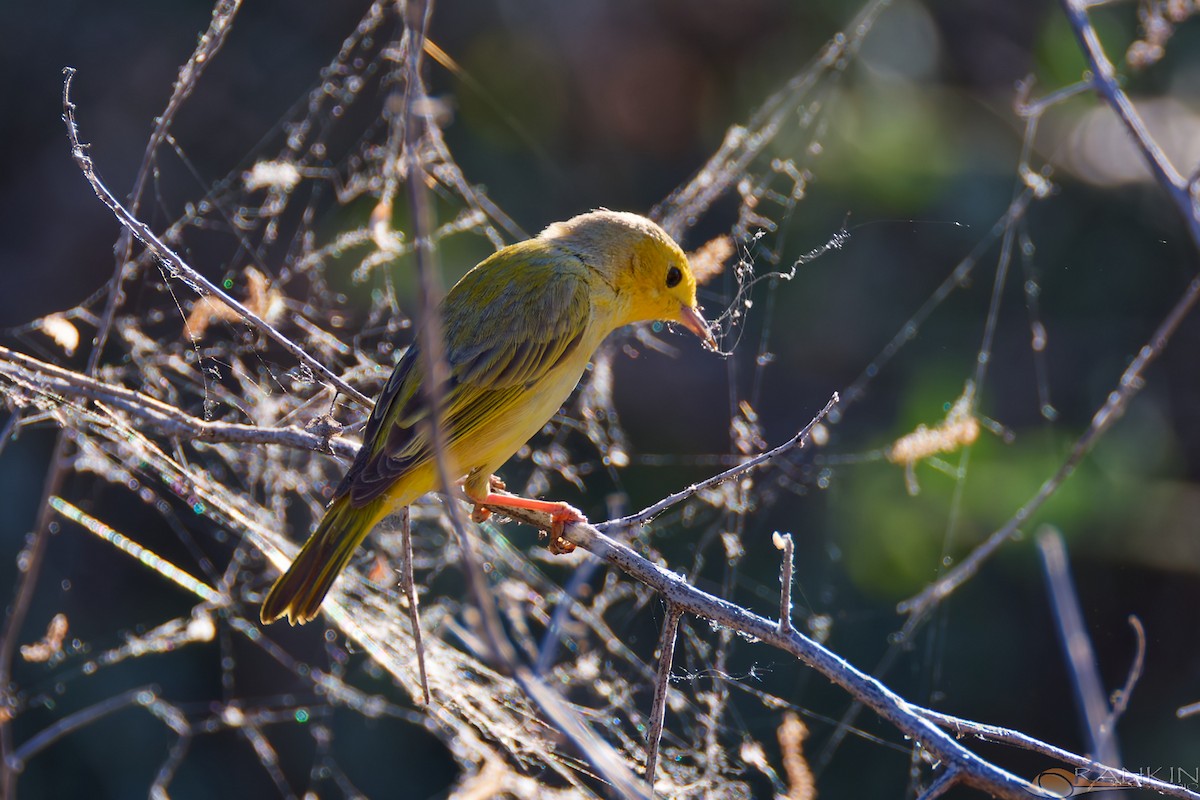 Northern Yellow Warbler - ML655284953