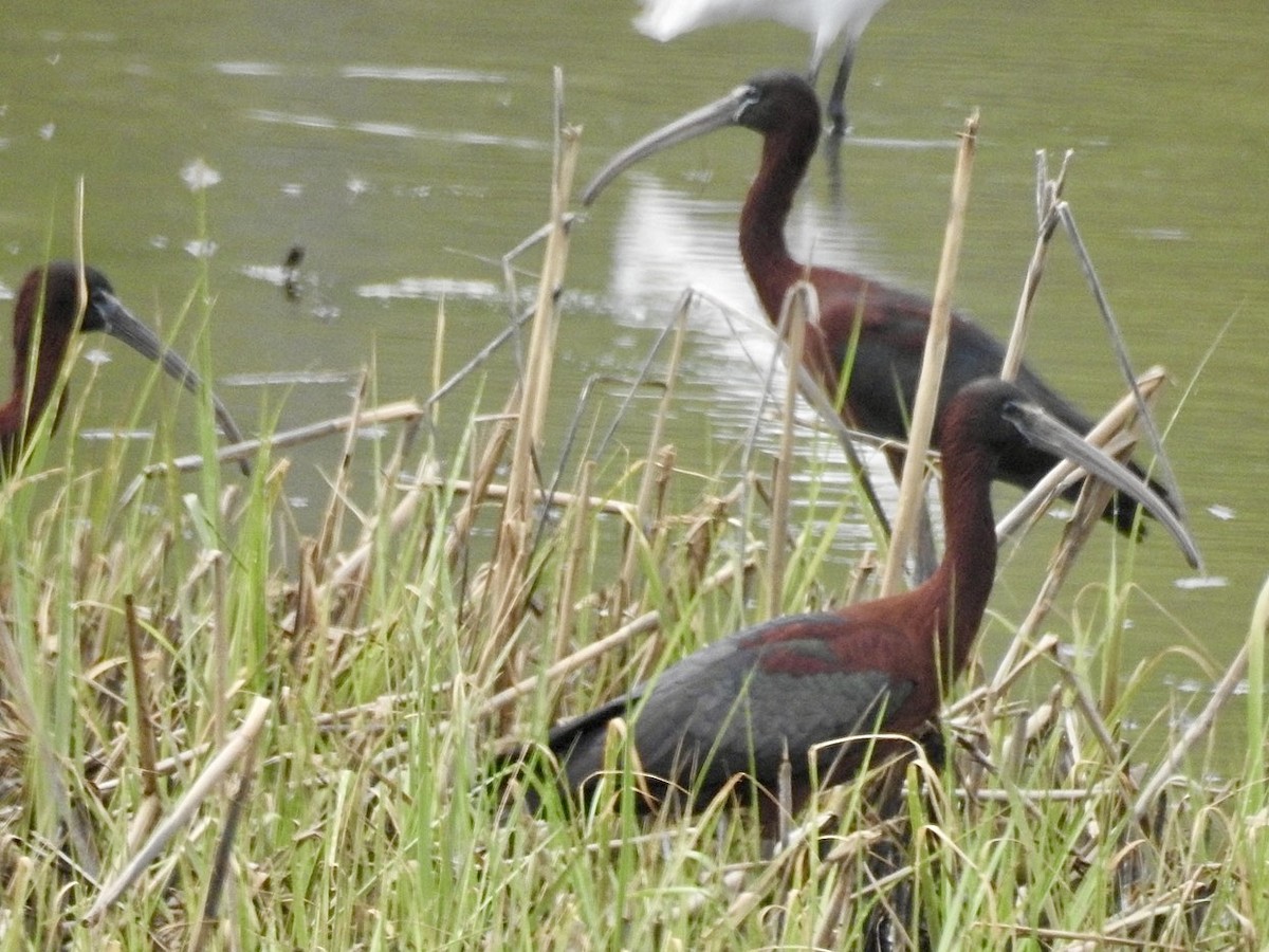 Glossy Ibis - ML655284954