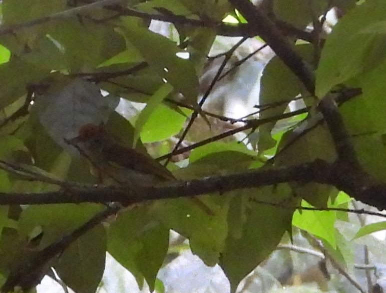 Ochre-crowned Greenlet - ML655284955