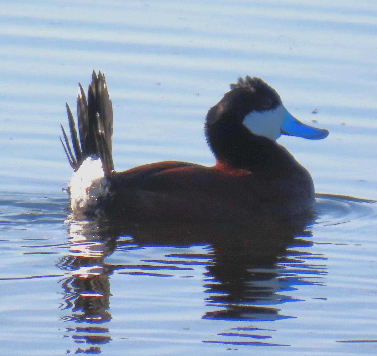 Ruddy Duck - ML655284956