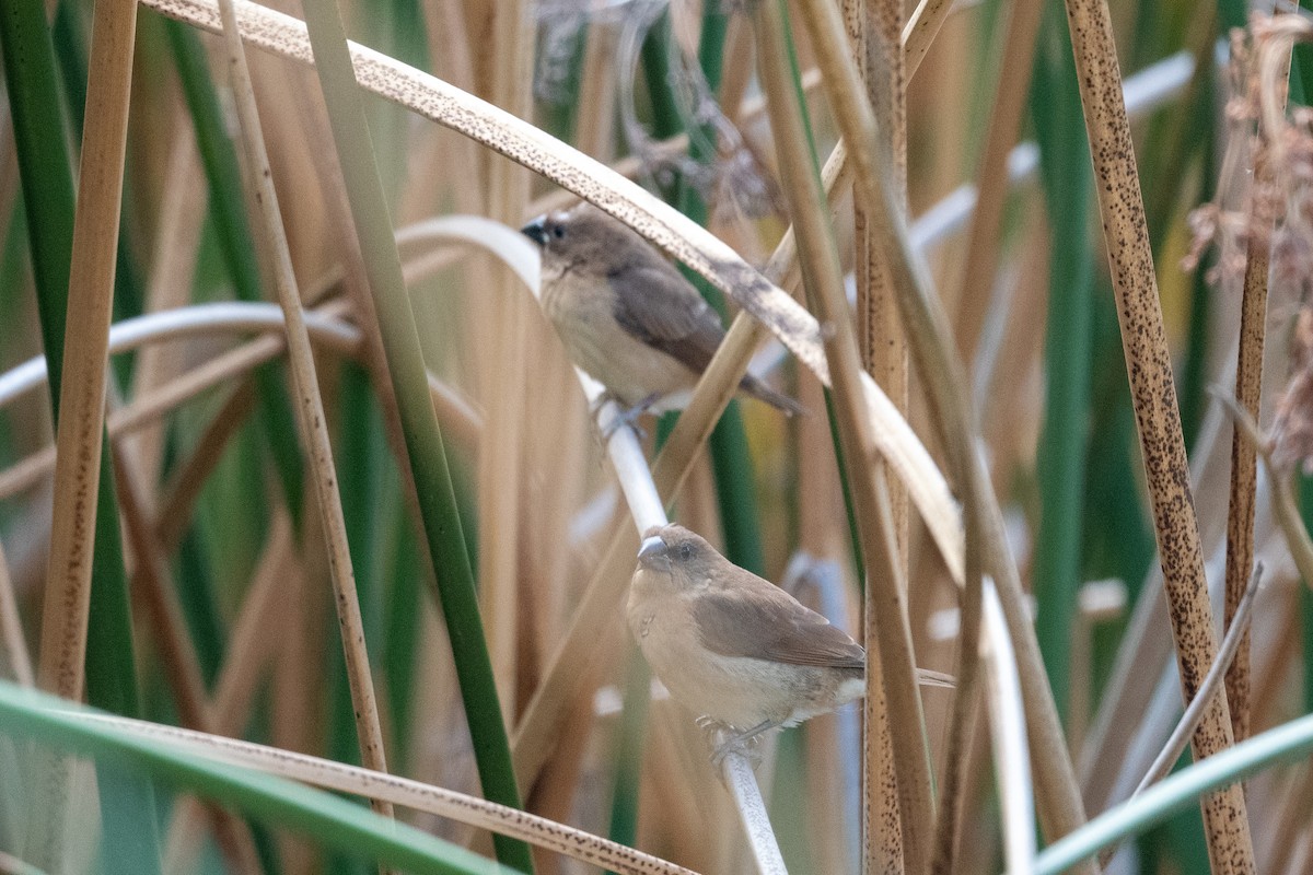 Scaly-breasted Munia - ML655284958