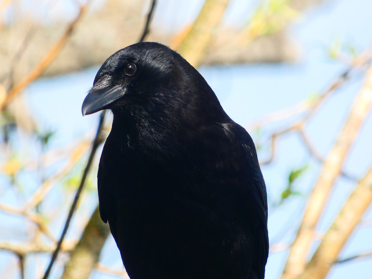 American Crow - ML655284959