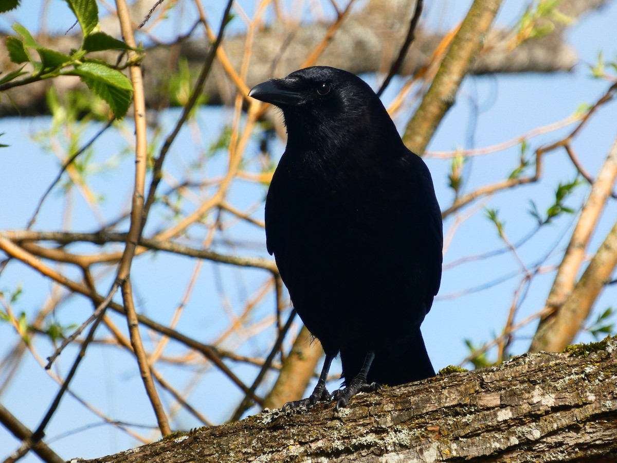 American Crow - ML655284960