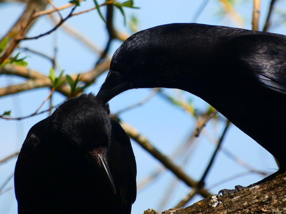 American Crow - ML655284961