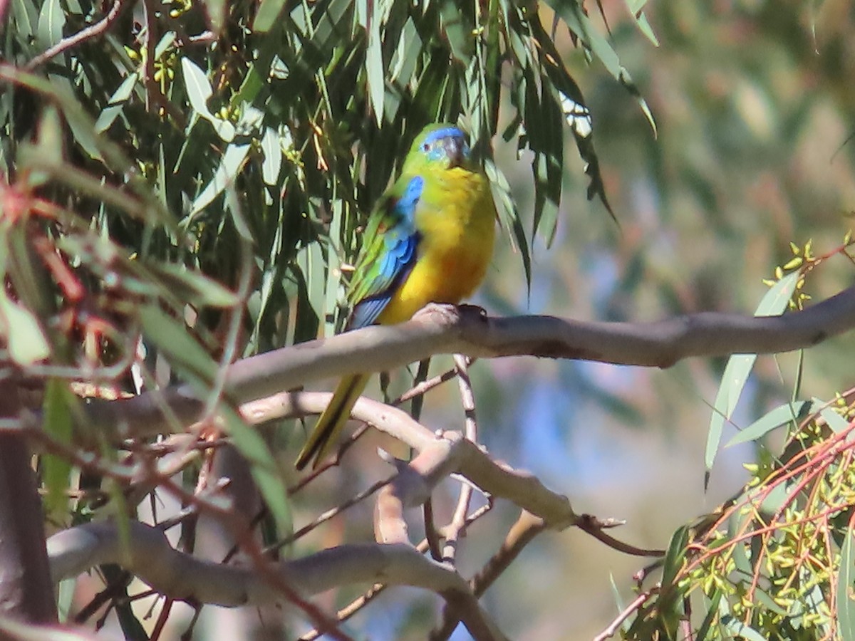 Turquoise Parrot - ML655284964