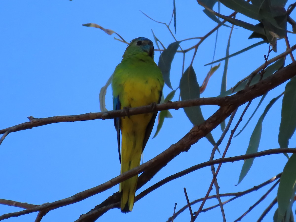 Turquoise Parrot - ML655284965