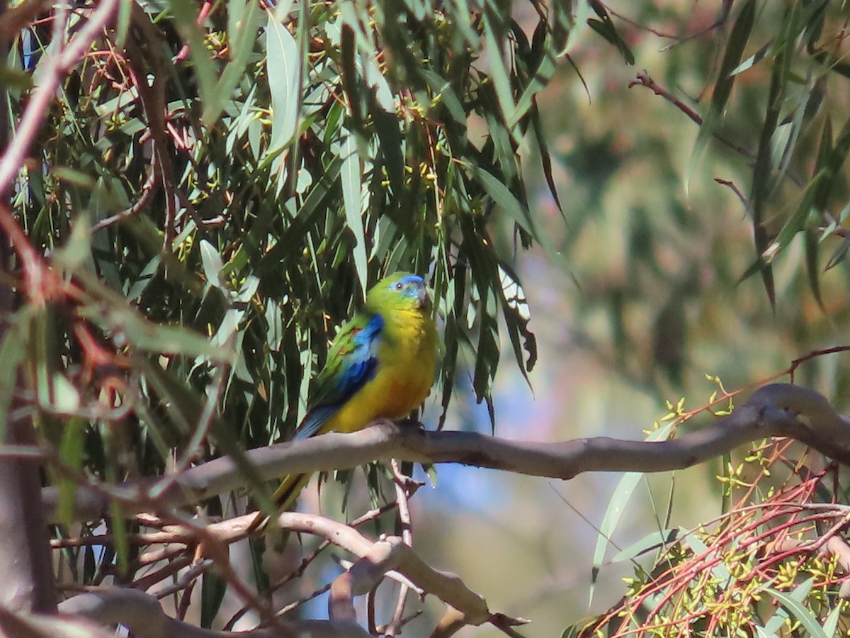Turquoise Parrot - ML655284967