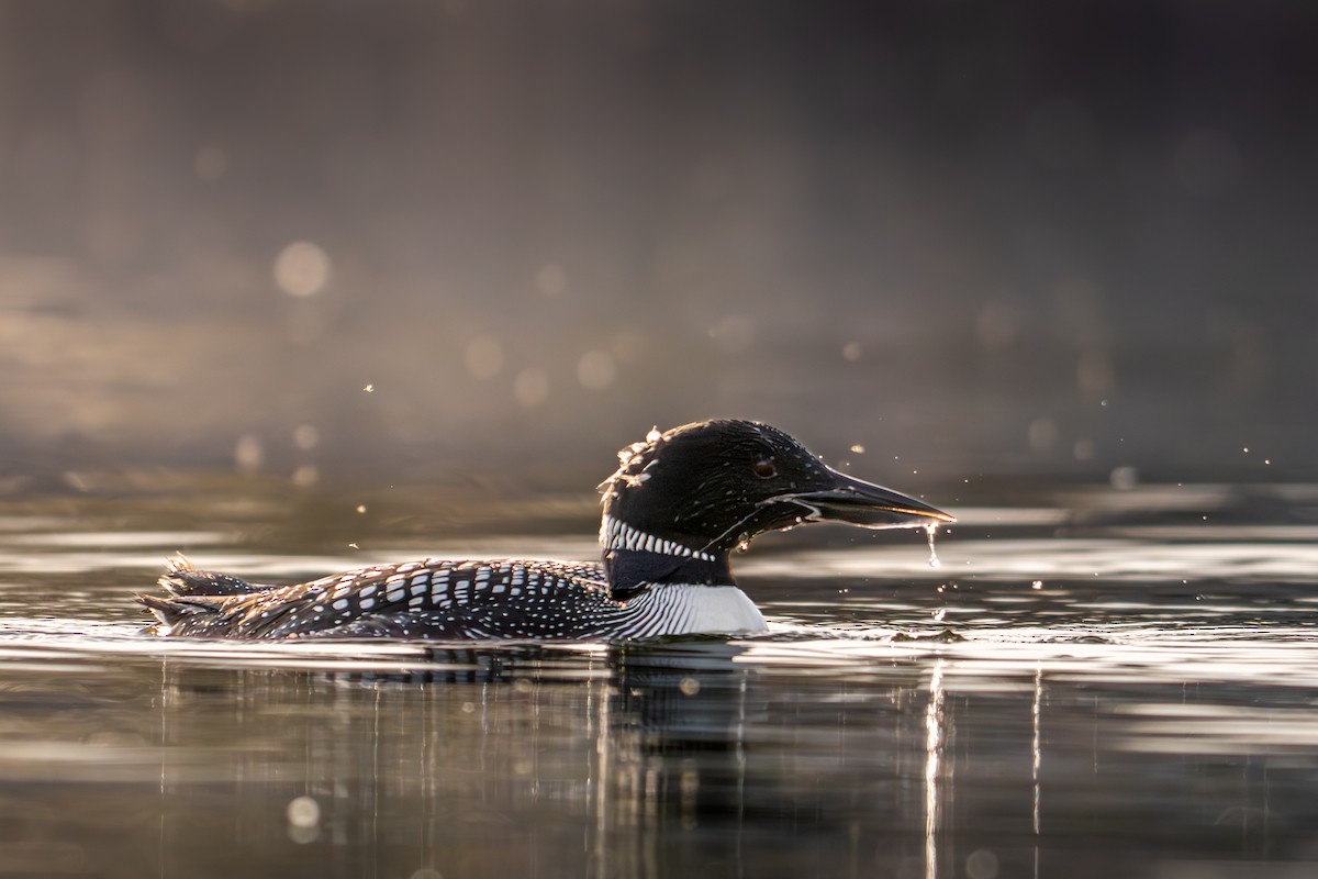 Common Loon - ML655284970