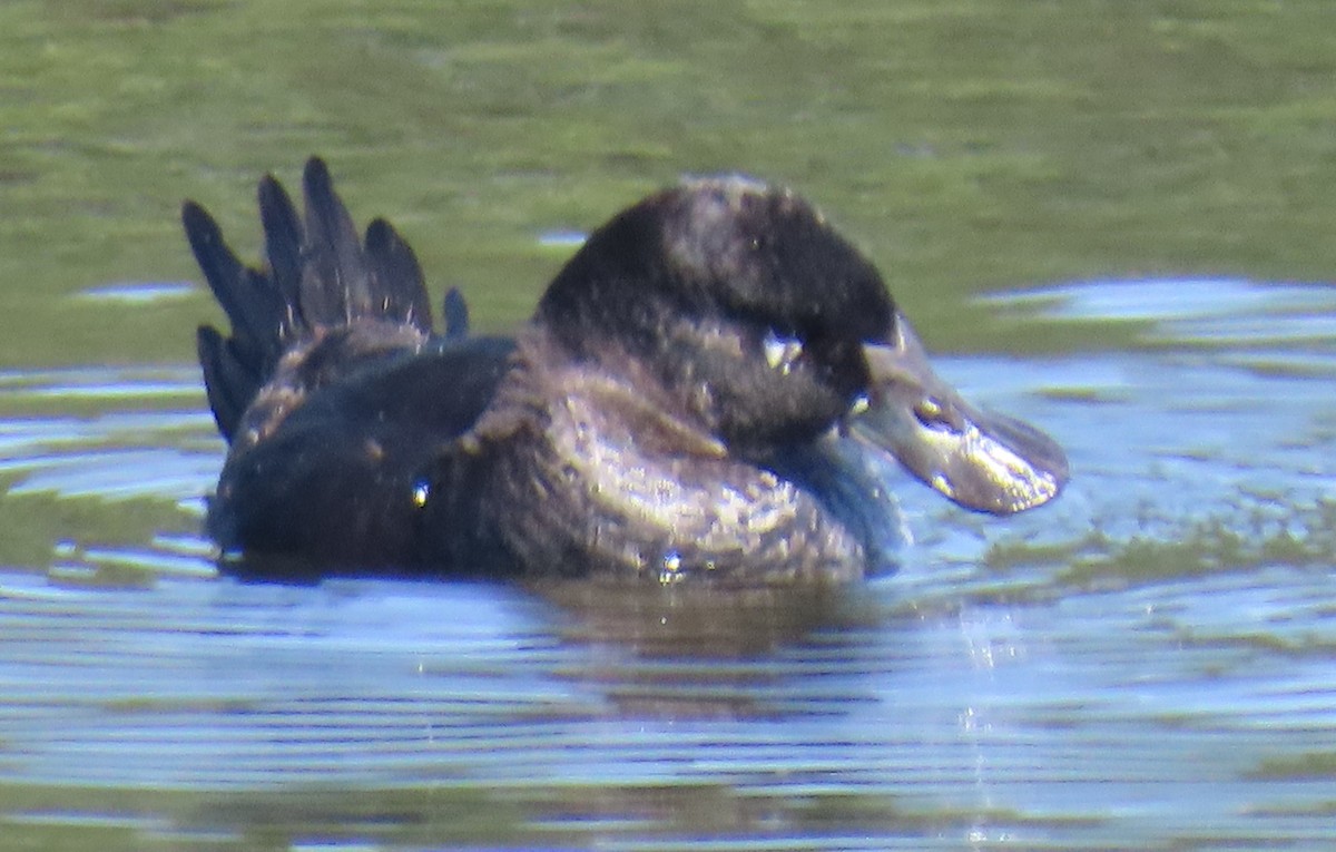 Ruddy Duck - ML655284971