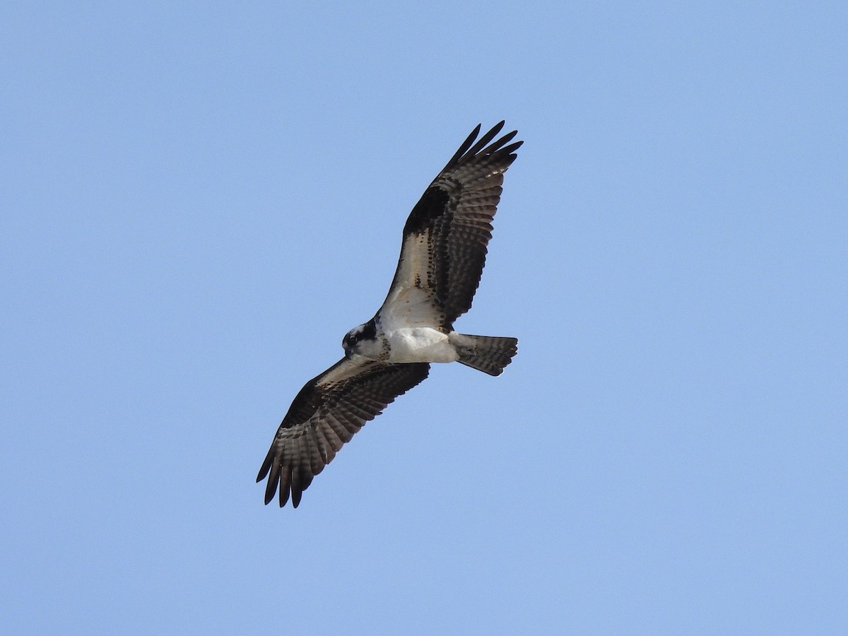 Osprey - ML655284972