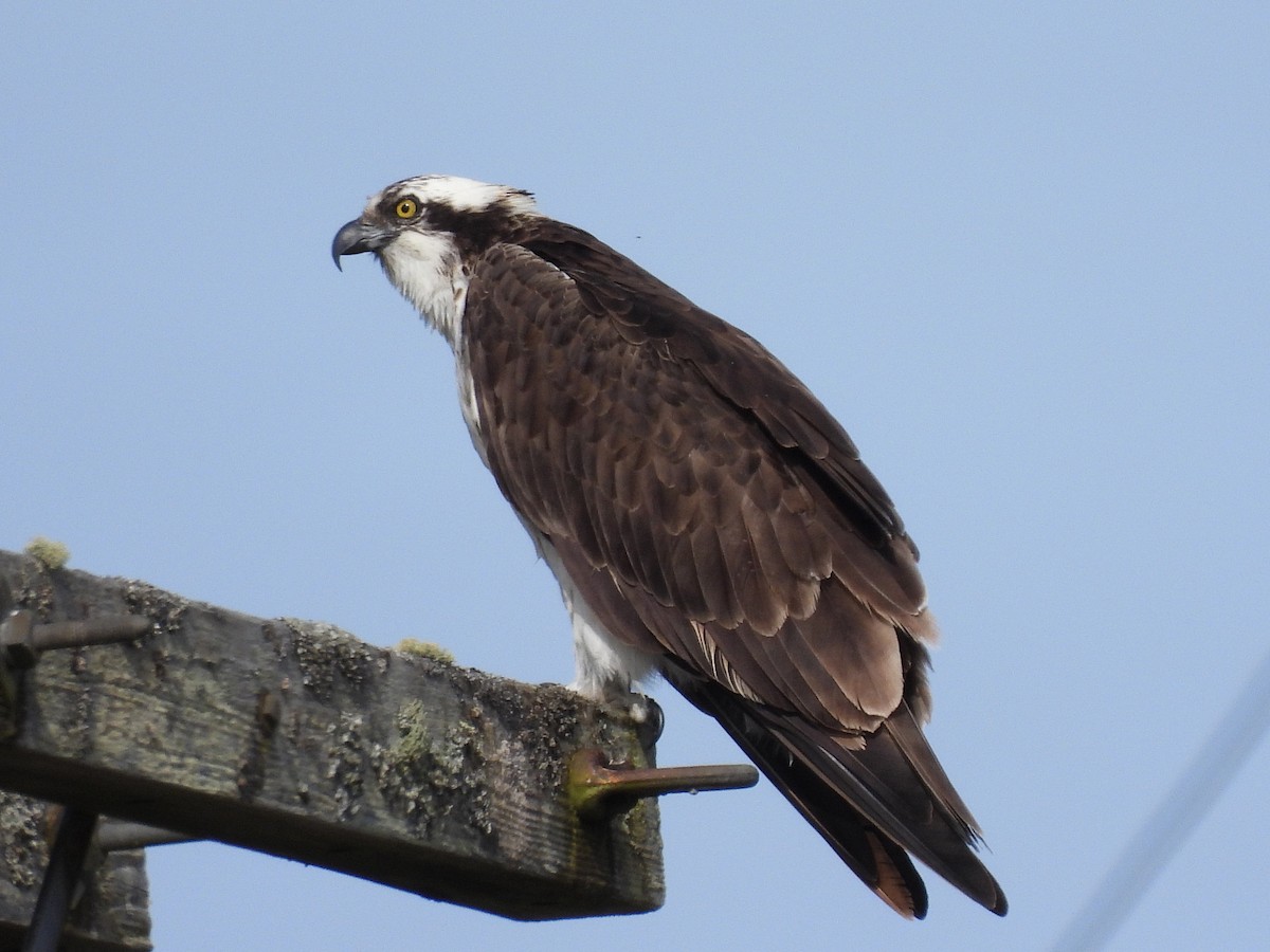Osprey - ML655284973