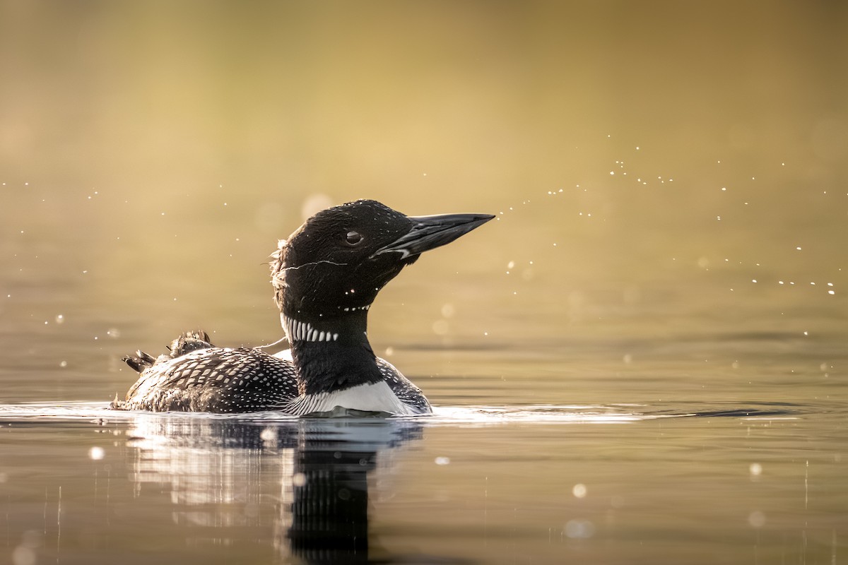 Common Loon - ML655284974