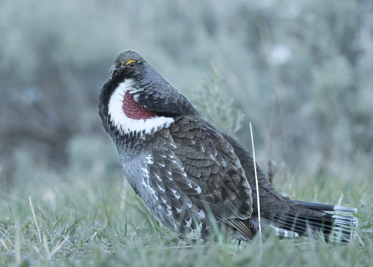 Dusky Grouse - ML655284985