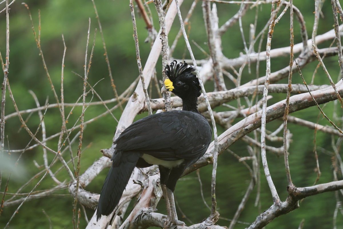 Great Curassow - ML655284987