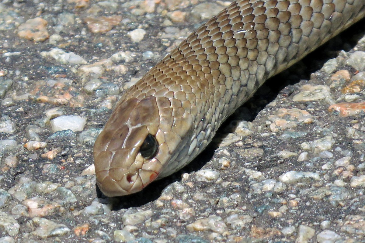 Animals - ML655284989