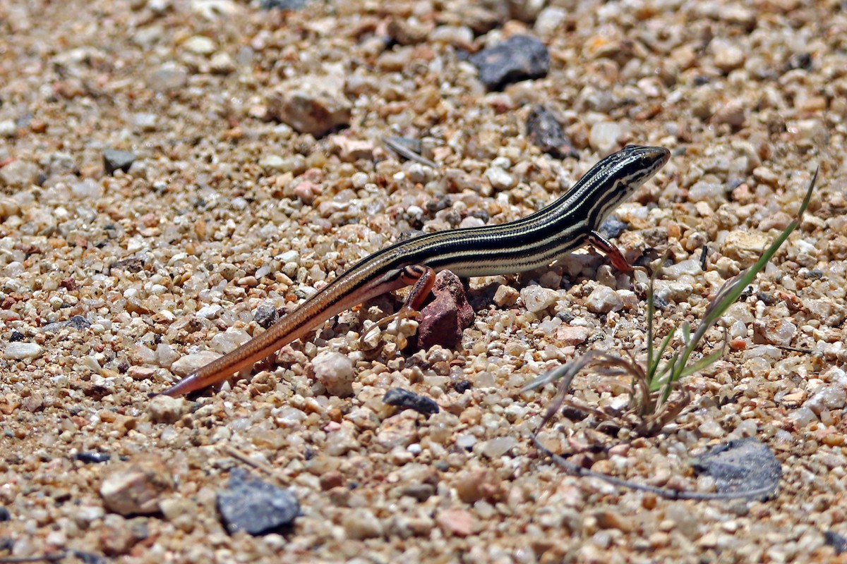 Animals - ML655284990