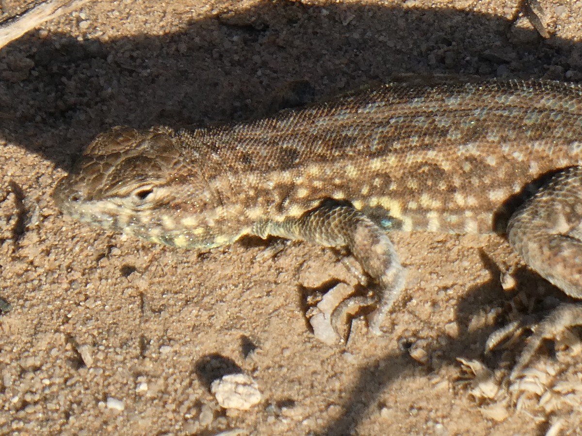 Animals - ML655284993