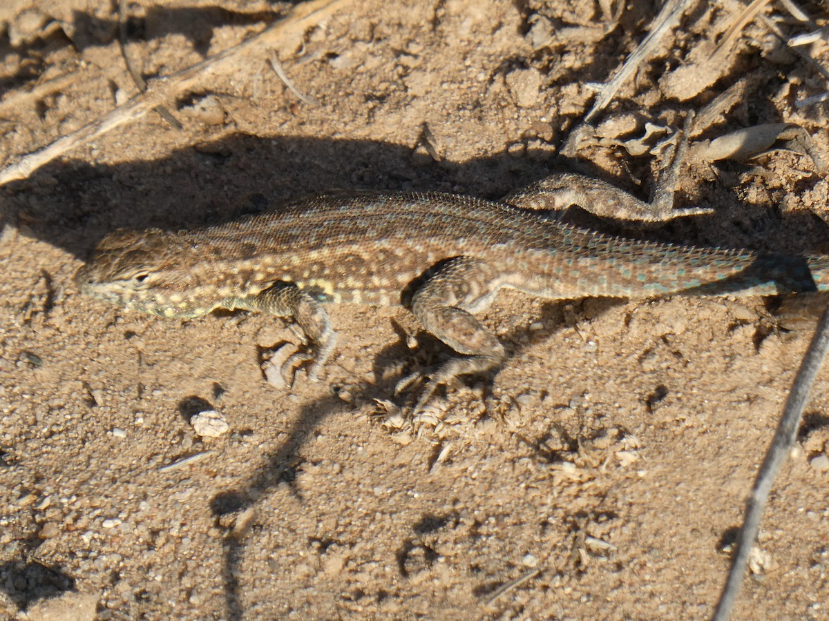 Animals - ML655284994