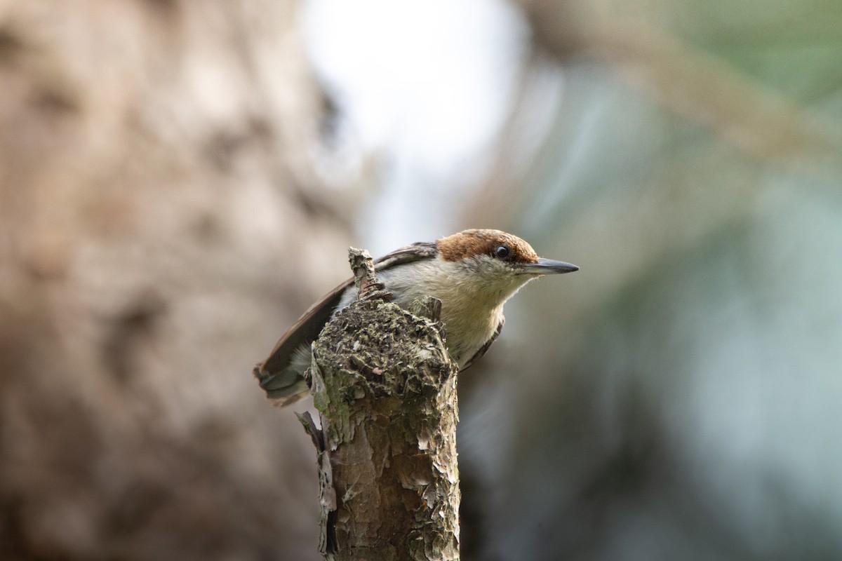 Brown-headed Nuthatch - ML655285089